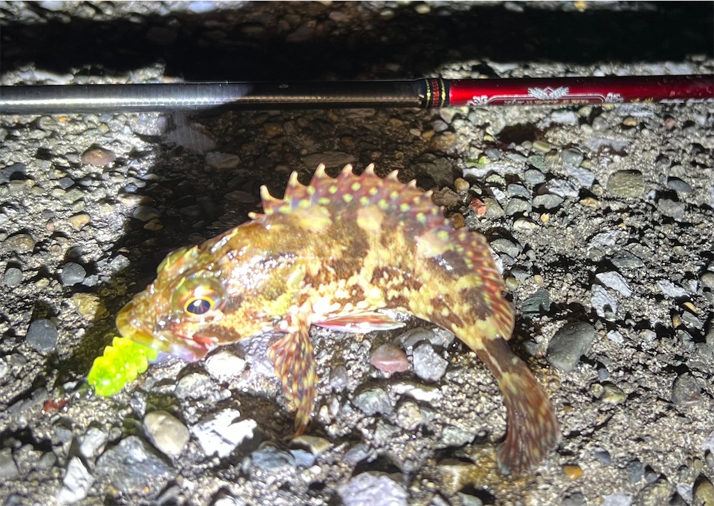 f:id:watershapedbox:20260115035658j:image