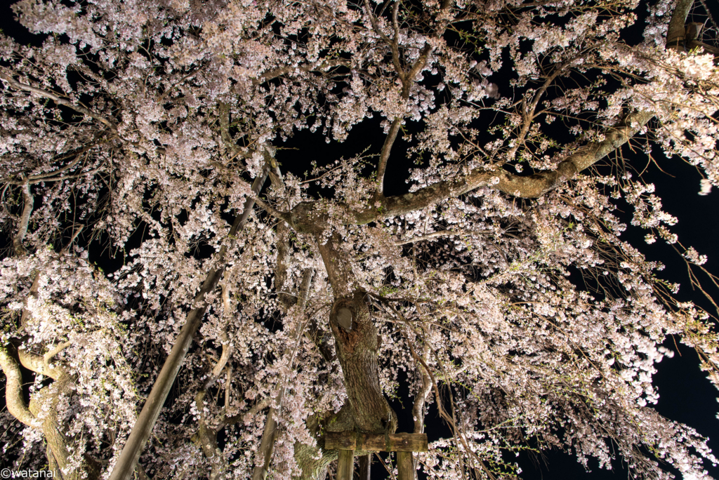 一眼レフ 栃木県にある太平山で夜桜撮影 カメラと酒 時々クルマ