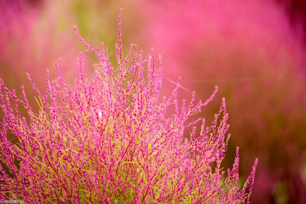 f:id:watnainai:20181022231737j:plain