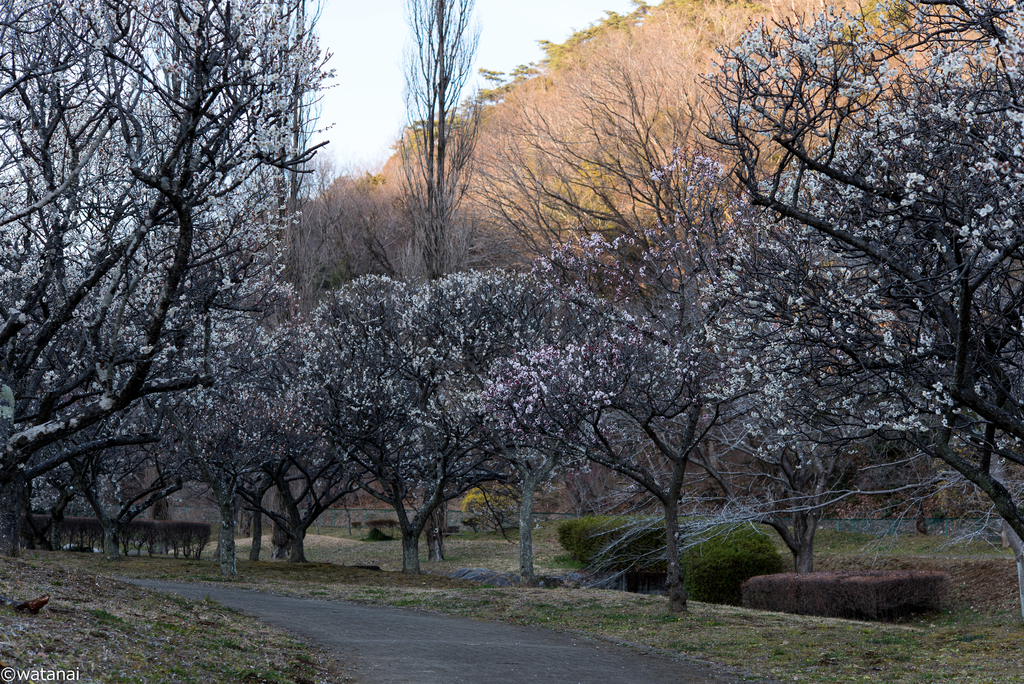 f:id:watnainai:20190310015537j:plain f:id:watnainai:20190310015537j:plain