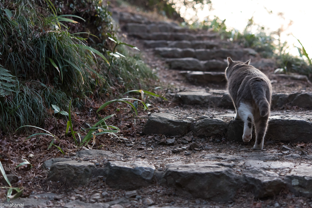 f:id:watnainai:20190310020312j:plain f:id:watnainai:20190310020312j:plain