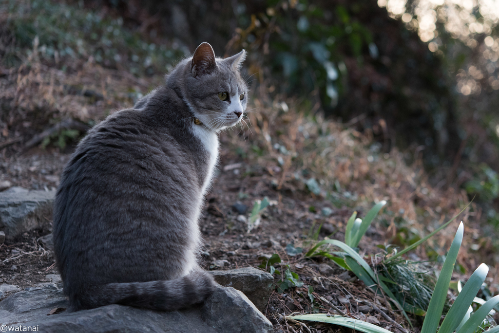 f:id:watnainai:20190310020946j:plain f:id:watnainai:20190310020946j:plain