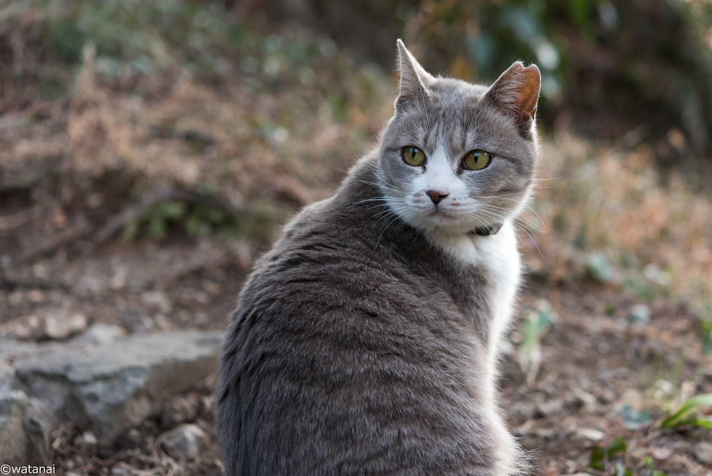 f:id:watnainai:20190310021105j:plain f:id:watnainai:20190310021105j:plain