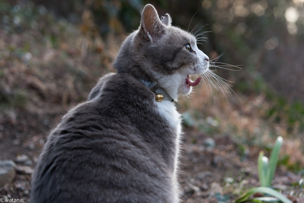 f:id:watnainai:20190310021145j:plain f:id:watnainai:20190310021145j:plain