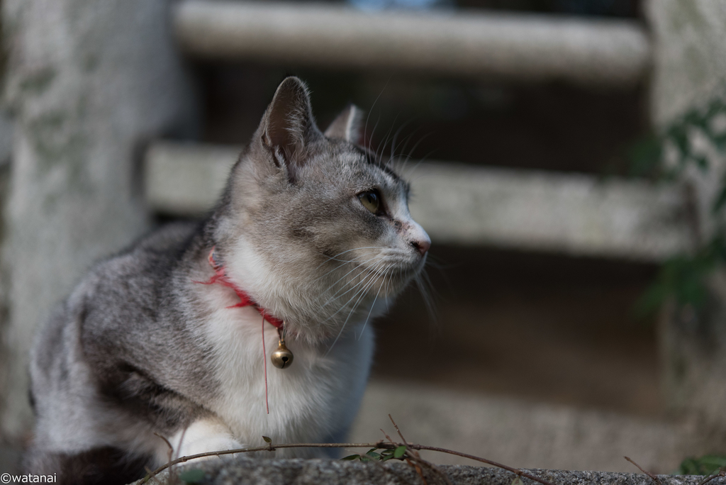 f:id:watnainai:20190310021423j:plain f:id:watnainai:20190310021423j:plain