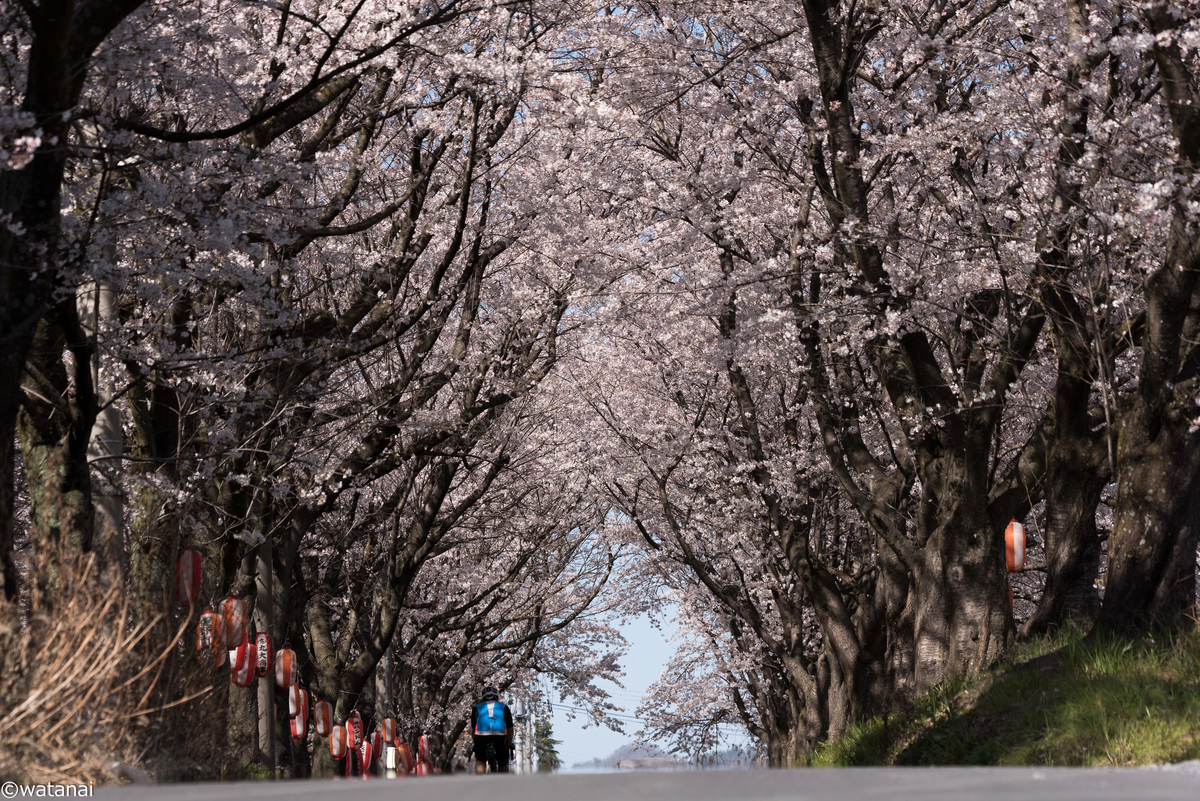 f:id:watnainai:20190407232620j:plain