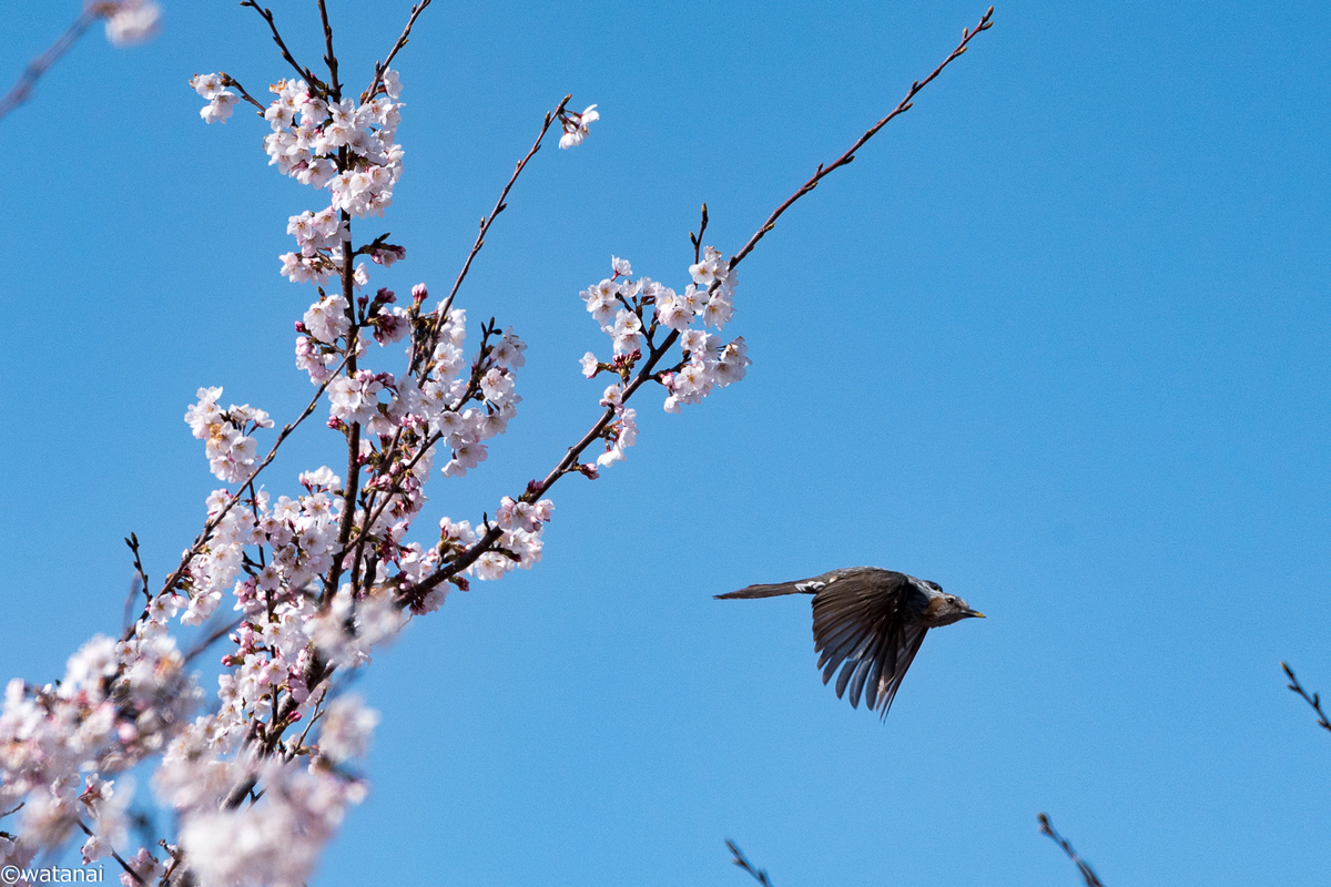 f:id:watnainai:20190407233010j:plain