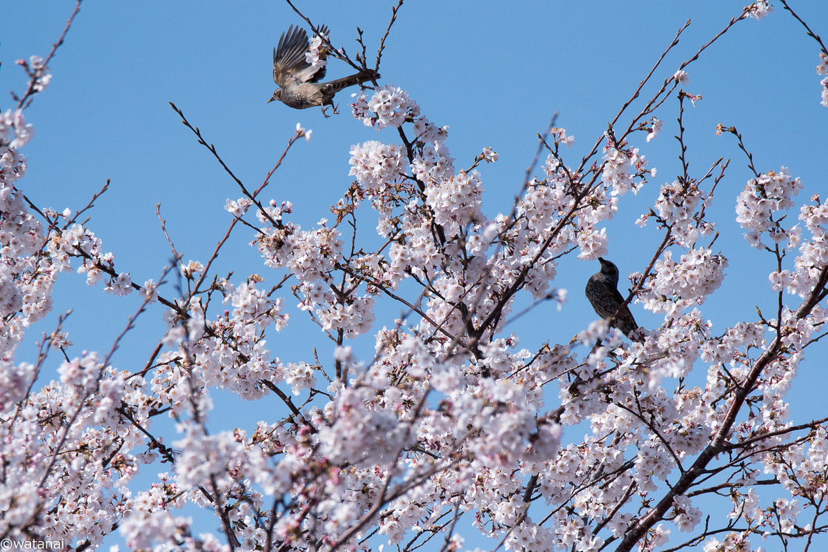 f:id:watnainai:20190407233046j:plain