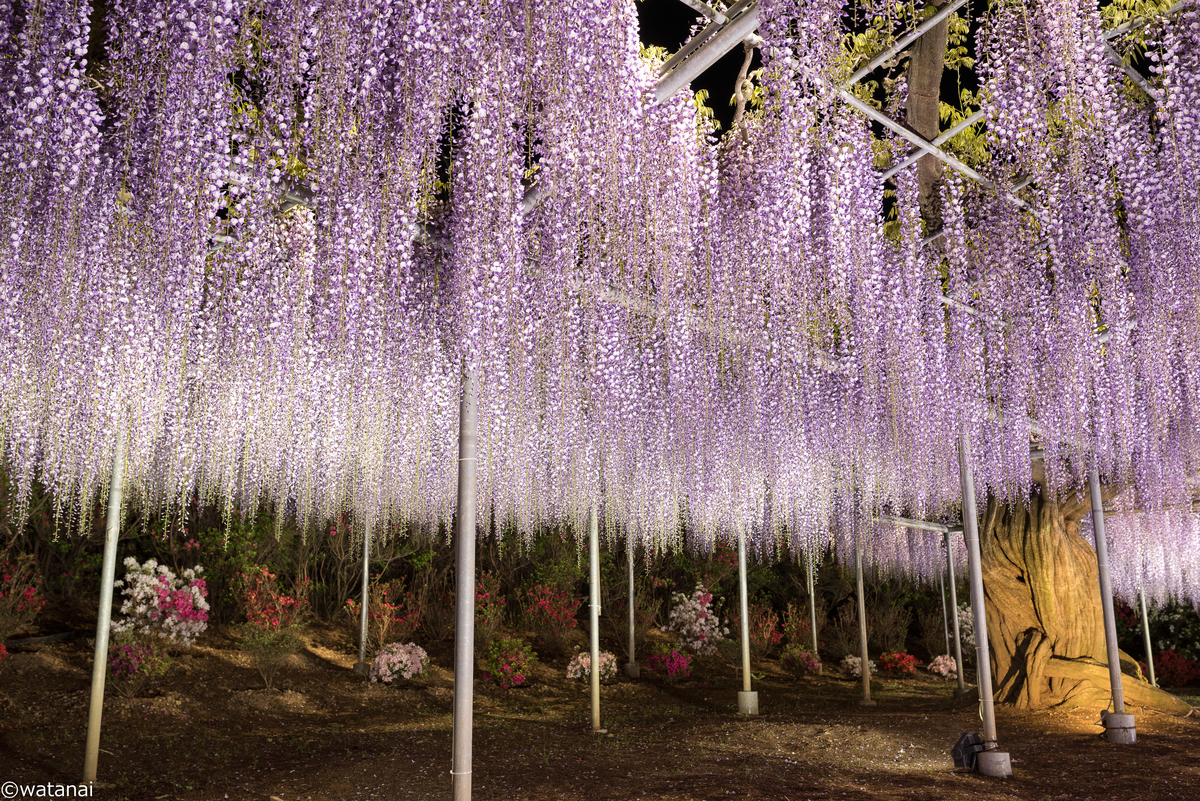 f:id:watnainai:20190429003536j:plain