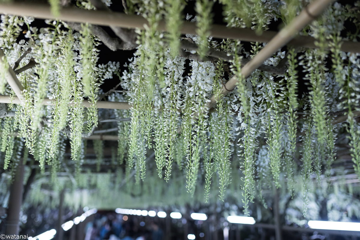 f:id:watnainai:20190429004950j:plain