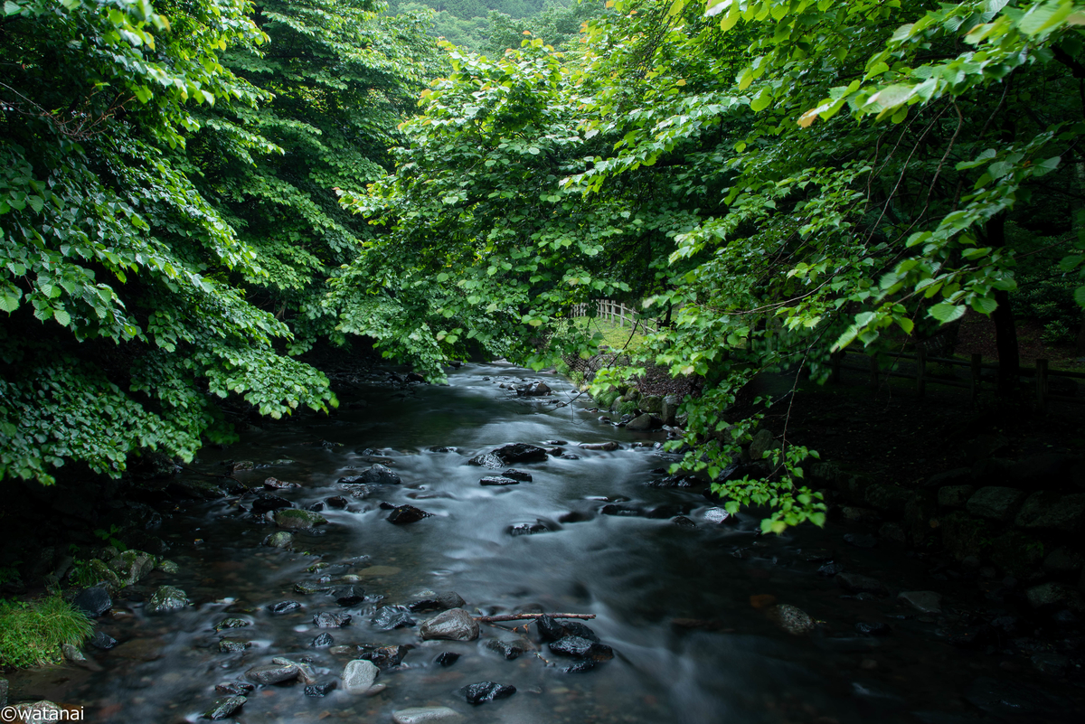 f:id:watnainai:20200713002209j:plain f:id:watnainai:20200713002209j:plain