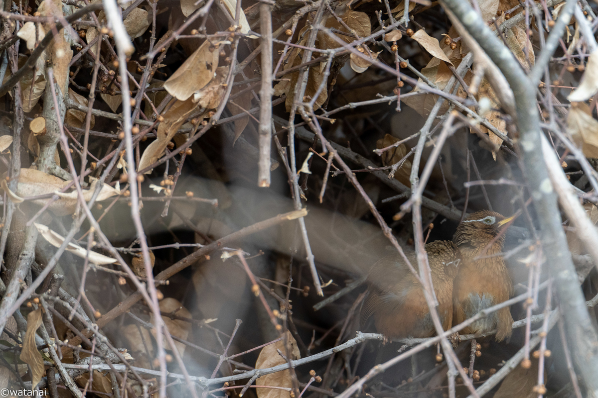 f:id:watnainai:20210301222711j:plain