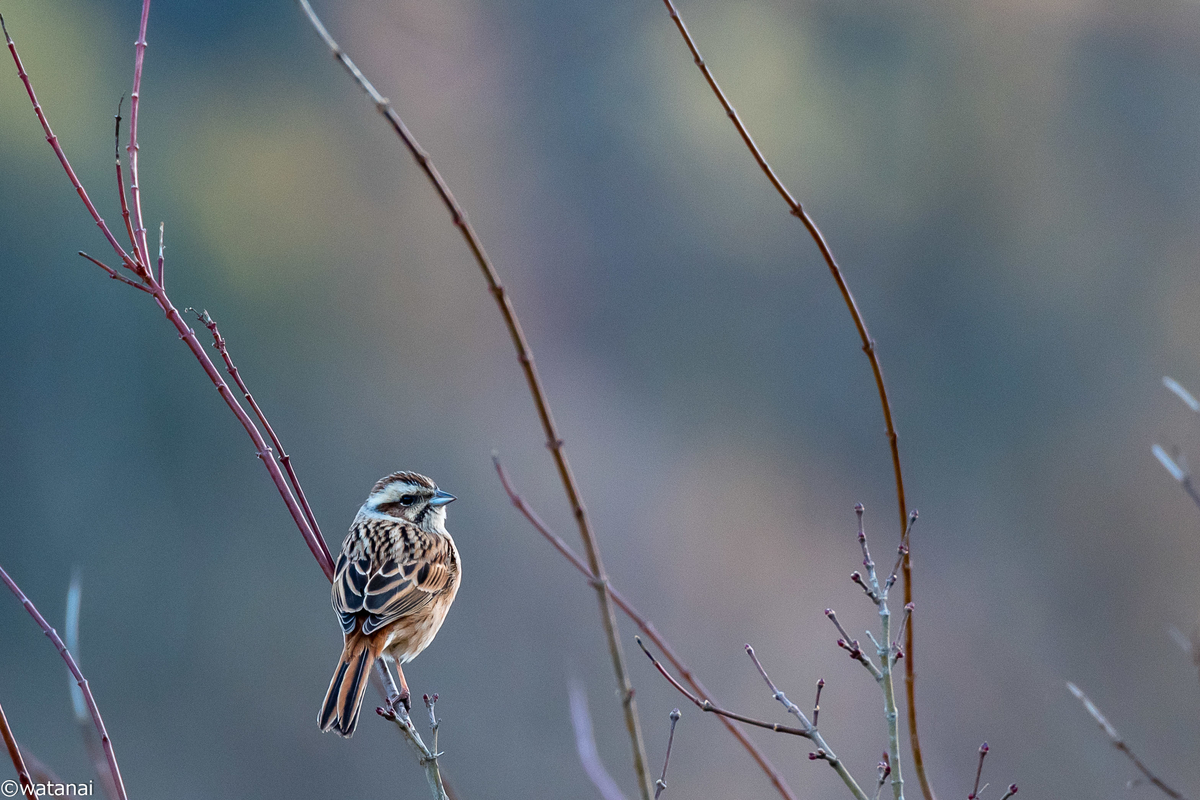 f:id:watnainai:20210301230140j:plain