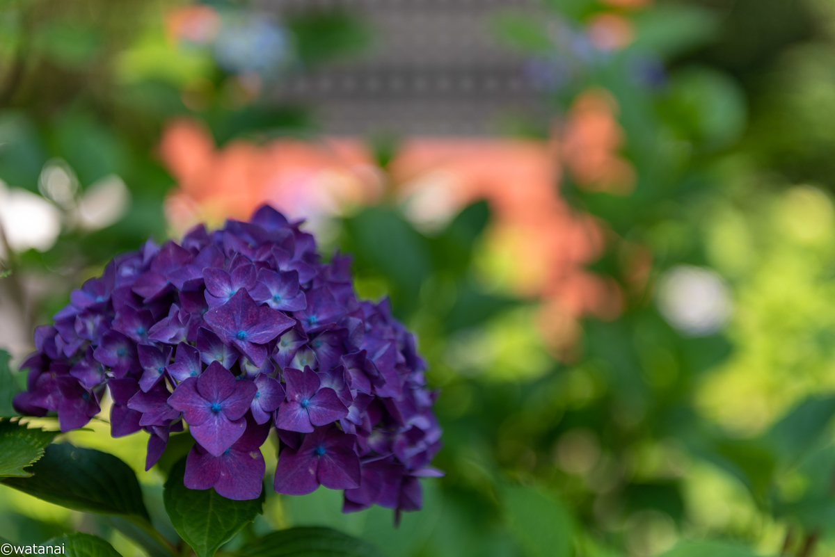 f:id:watnainai:20210611000132j:plain