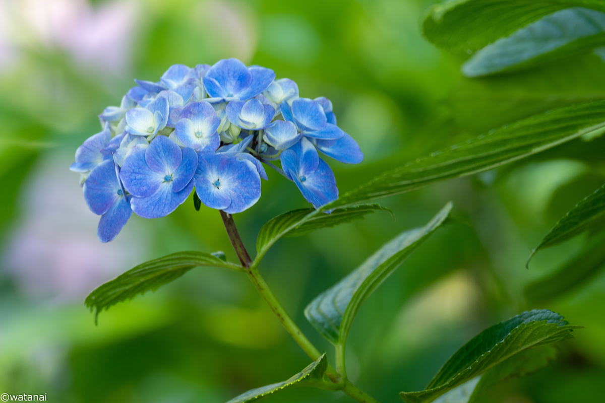 f:id:watnainai:20210611000139j:plain