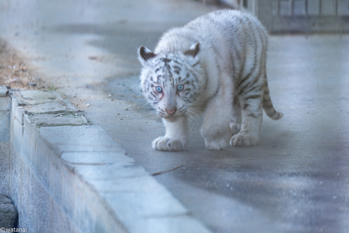 久しぶりのBaby撮影 part.1】年末に宇都宮動物園に行ってきた - カメラと酒、時々クルマ, image size:1200x801