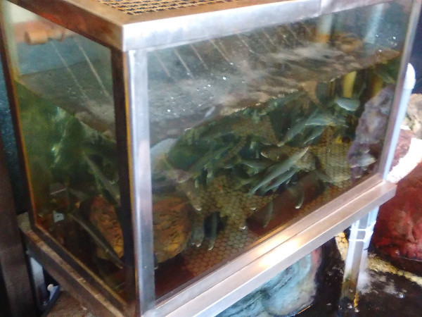 f:id:watto:20160602111721j:plain f:id:watto:20160602111721j:plain