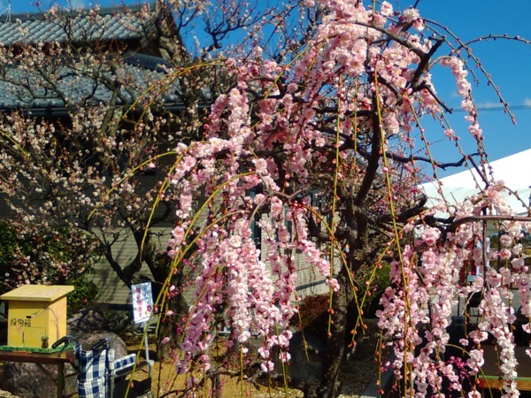 f:id:watto:20170303140043j:plain