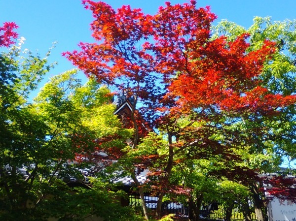 f:id:watto:20170604145454j:plain