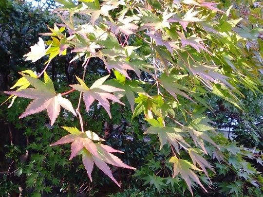 f:id:watto:20181105180053j:plain