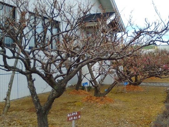 f:id:watto:20190214224916j:plain