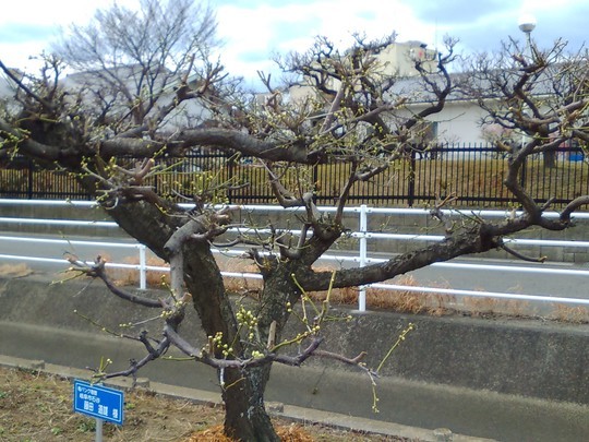 f:id:watto:20190214224927j:plain