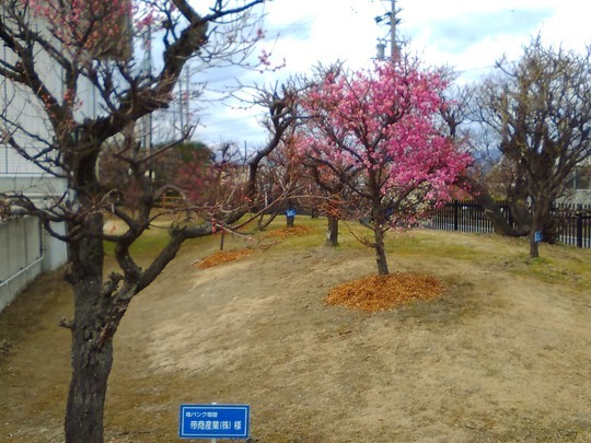 f:id:watto:20190214225021j:plain