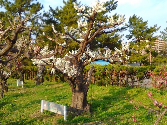 f:id:watto:20190308010808j:plain