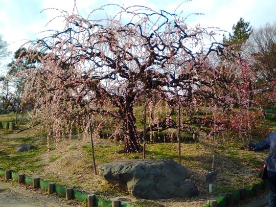 f:id:watto:20190308010819j:plain
