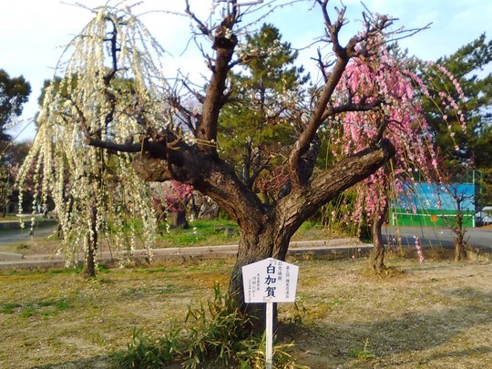 f:id:watto:20190308010825j:plain