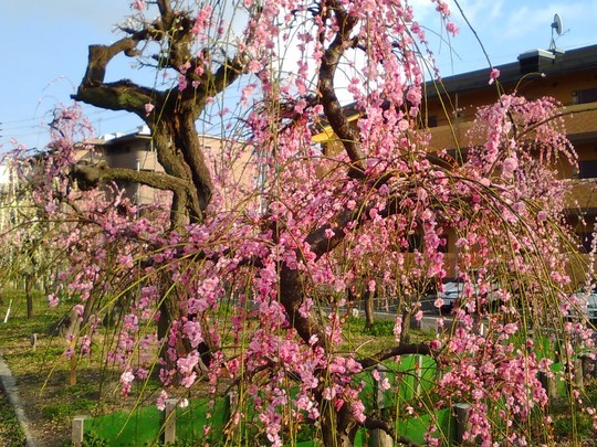 f:id:watto:20190308010916j:plain
