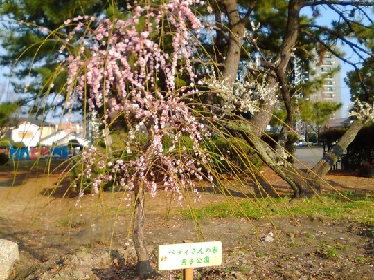 f:id:watto:20190308011024j:plain