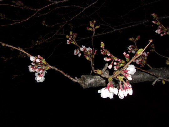 f:id:watto:20190402222245j:plain