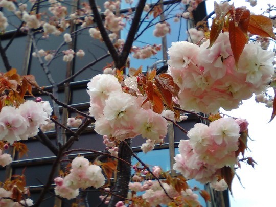 f:id:watto:20190418211309j:plain