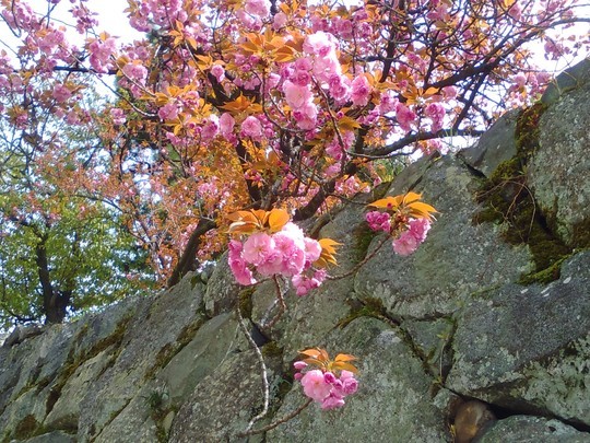 f:id:watto:20190419213131j:plain