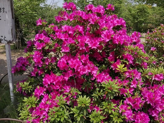 f:id:watto:20190502115216j:plain