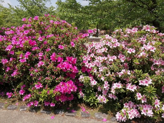 f:id:watto:20190502115243j:plain