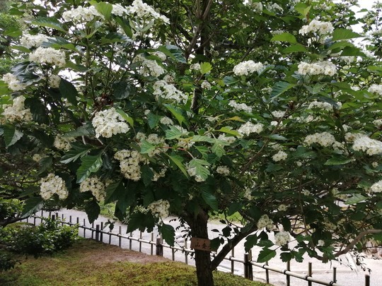f:id:watto:20190516145131j:plain