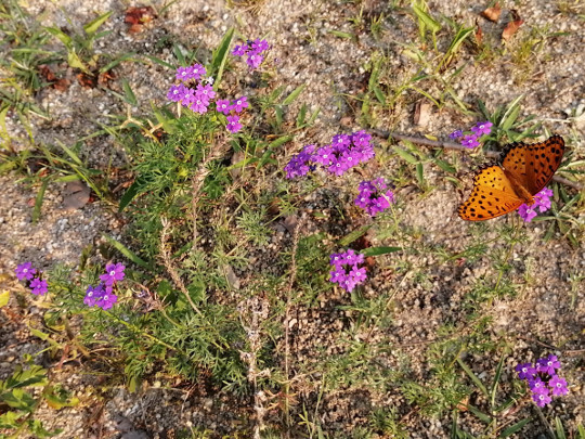 f:id:watto:20190802221500j:plain