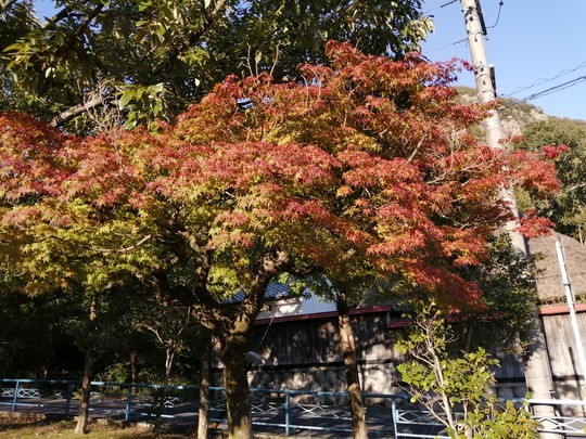 f:id:watto:20191109151617j:plain