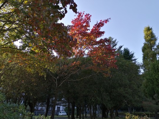 f:id:watto:20191109151700j:plain