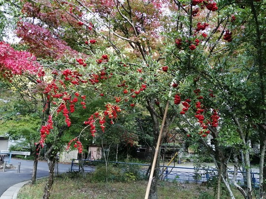 f:id:watto:20191109152032j:plain