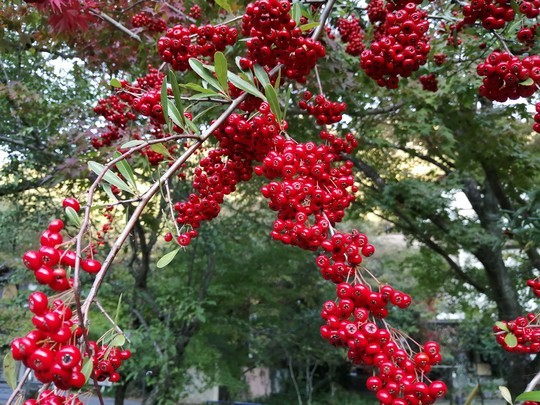 f:id:watto:20191109152044j:plain