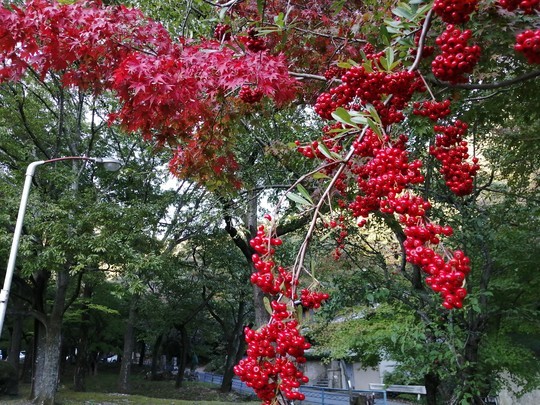 f:id:watto:20191109152051j:plain