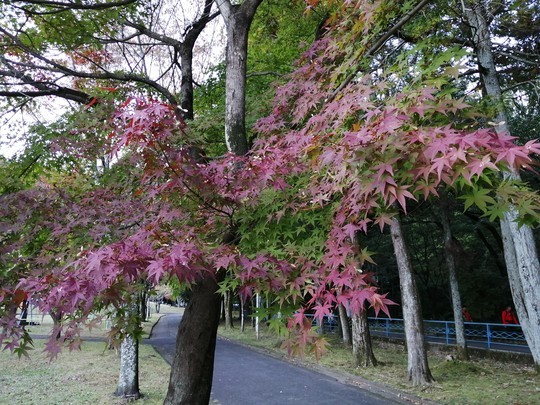 f:id:watto:20191109153022j:plain