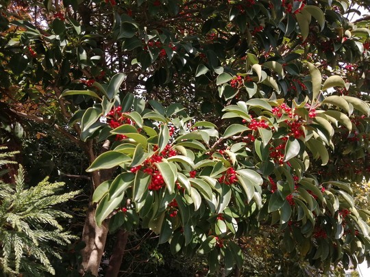 f:id:watto:20191201104035j:plain