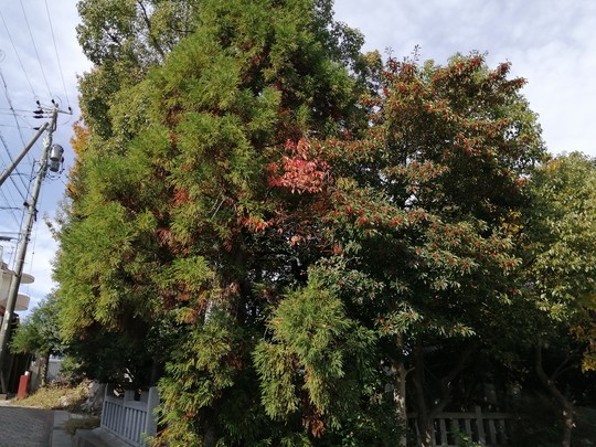 f:id:watto:20191201104533j:plain