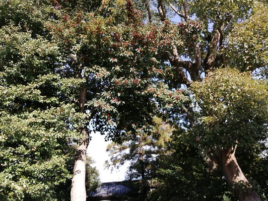 f:id:watto:20191215105538j:plain