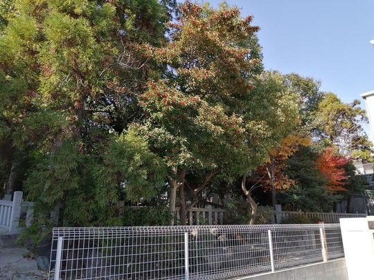 f:id:watto:20191215115524j:plain