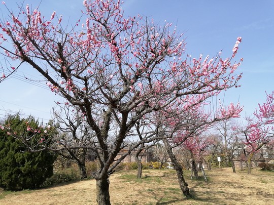 f:id:watto:20200301131730j:plain f:id:watto:20200301131730j:plain